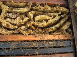  Cross comb in hive box lacking enough frames; photo by James E. Tew
